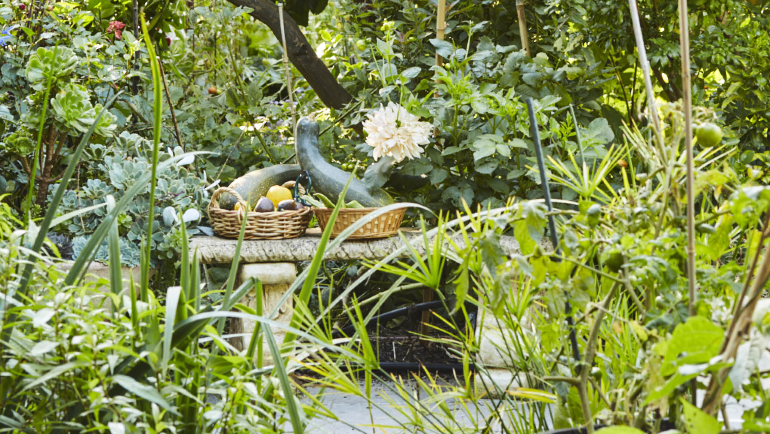 Once you've established your garden, there's plenty of chances to save.